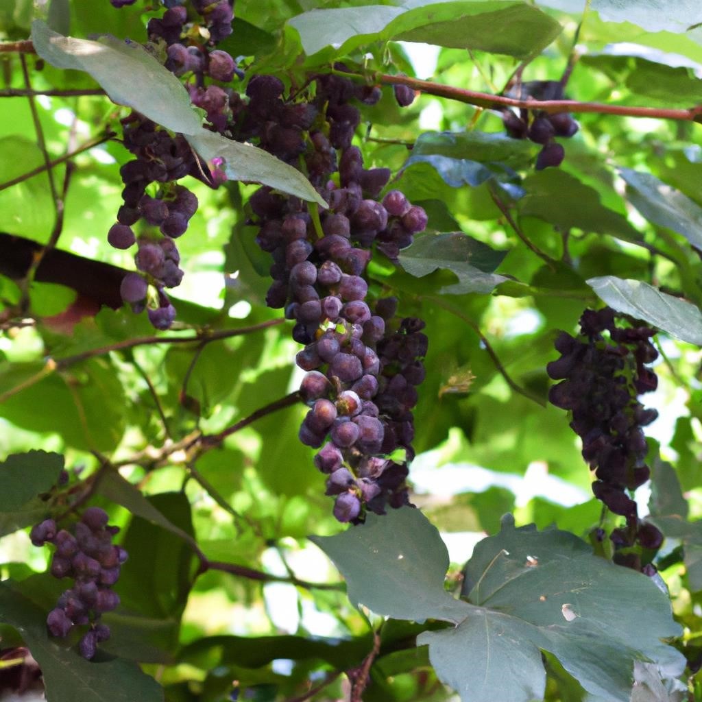Як виростити виноград у власному саду